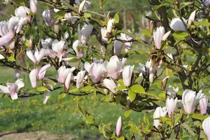 Magnolia 'Heaven Scent' - MULTISTEM 175-200 CM C35 - image 4