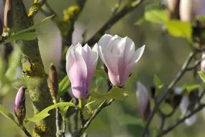 Magnolia 'Heaven Scent' - STEM 150 CM, GIRTH 6-8 CM RB - image 5