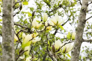 Magnolia 'Honey Tulip'?