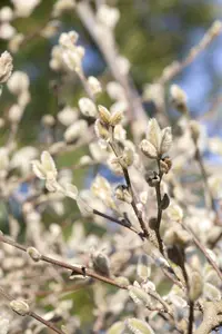Magnolia 'Joli Pompon' - 150-175 CM FTH. WHIP C10 - image 5