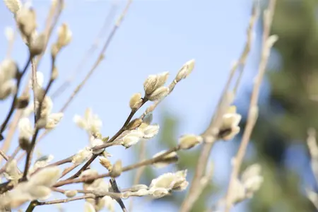 Magnolia 'Joli Pompon' - 200-250 CM FTH WHIP C12 - image 4