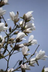 Magnolia kobus - 40-60 CM P9 - image 5