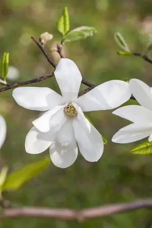 Magnolia kobus - 100-125 CM C1.5 WHIP - image 2