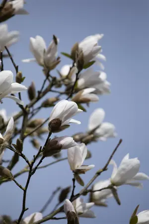 Magnolia kobus - 100-125 CM C1.5 WHIP - image 5