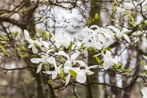 Magnolia kobus - 100-125 CM C1.5 WHIP - image 1