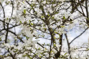 Magnolia kobus - 100-125 CM C1.5 WHIP - image 3