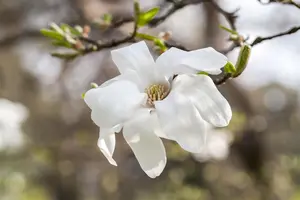 Magnolia kobus - 100-125 CM C1.5 WHIP - image 4