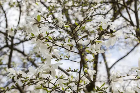 Magnolia kobus - 150-175 CM C35 - image 3