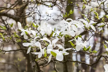 Magnolia kobus - SOLITAIR 250-300 CM C90 - image 1