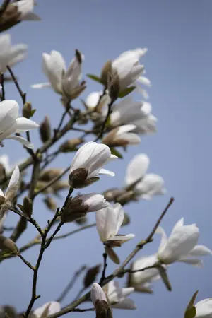 Magnolia kobus 'Fastigiata' - STD 8-10 CM FTH. CONT - image 5