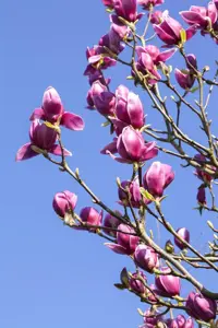 MAGNOLIA l NIGRA