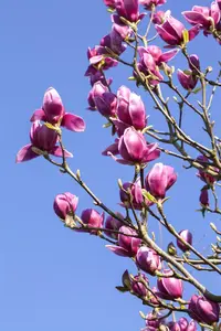 Magnolia liliiflora 'Nigra' - MULTISTEM 250-300 CM C350 - image 1