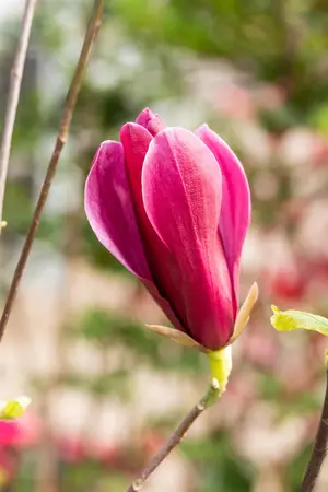 Magnolia liliiflora 'Nigra' - MULTISTEM 250-300 CM C350 - image 5