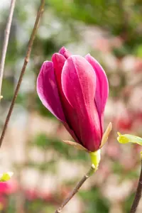 Magnolia liliiflora 'Nigra' - MULTISTEM 250-300 CM C350 - image 5