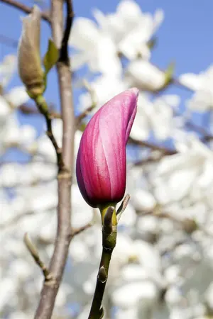 Magnolia liliiflora 'Nigra' - 100-125 CM C7.5 - image 2