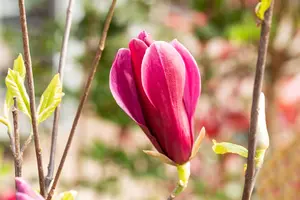 Magnolia liliiflora 'Nigra' - MULTISTEM 250-300 CM C350 - image 4