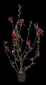 Magnolia liliiflora 'Nigra' - MULTISTEM 250-300 CM C350 - image 3