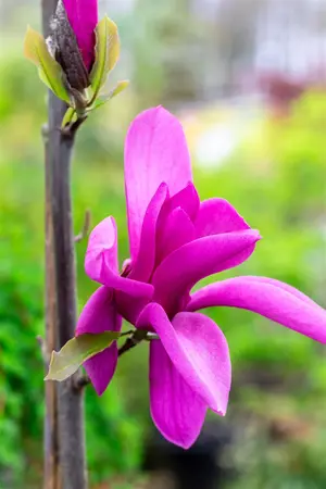Magnolia 'Livingstone' - 200-250 CM C5 WHIP - image 1