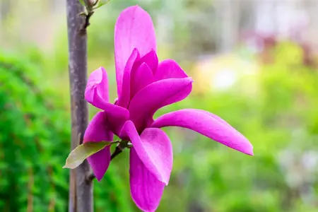 Magnolia 'Livingstone' - 200-250 CM C5 WHIP - image 2