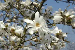Magnolia loebneri 'Donna'