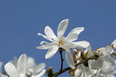 Magnolia loebneri 'Donna' - 40-50 CM C3.5 - image 2