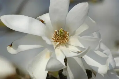 Magnolia loebneri 'Donna' - 40-50 CM C3.5 - image 3