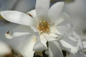 Magnolia loebneri 'Donna' - 40-50 CM C3.5 - image 3