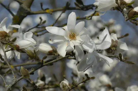 Magnolia loebneri 'Donna' - 40-50 CM C3.5 - image 4