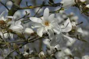 Magnolia loebneri 'Donna' - 40-50 CM C3.5 - image 4