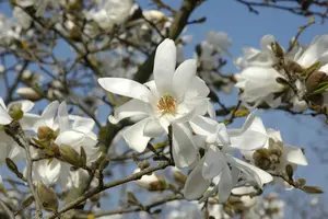 Magnolia loebneri 'Donna' - 40-50 CM C3.5 - image 5