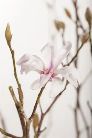 Magnolia loebneri 'Leonard Messel' - P12 - image 2