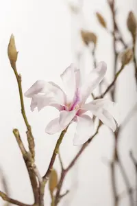 Magnolia loebneri 'Leonard Messel' - P12 - image 2