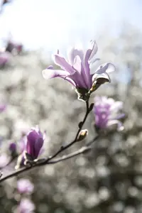 Magnolia loebneri 'Leonard Messel' - P12 - image 4