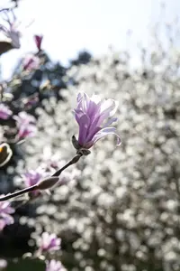 Magnolia loebneri 'Leonard Messel' - P12 - image 5