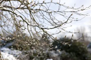 Magnolia loebneri 'Leonard Messel'