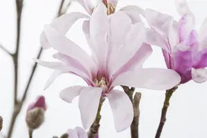 Magnolia loebneri 'Leonard Messel' - 40-50 CM C5 - image 3