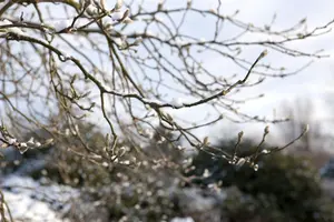 Magnolia loebneri 'Leonard Messel' - STD 16-18 CM CONT    - image 1