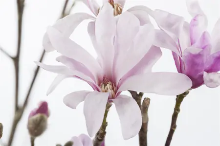 Magnolia loebneri 'Leonard Messel' - P12 - image 3