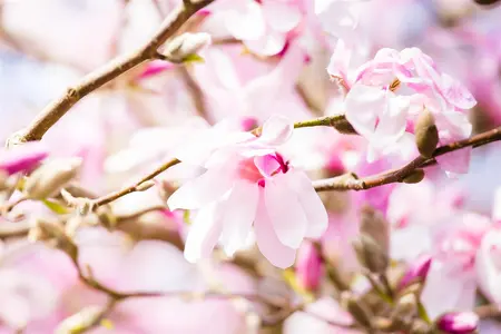 Magnolia loebneri 'Leonard Messel' - SOLITAIR 125-150 CM C25 - image 5