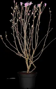 Magnolia loebneri 'Leonard Messel' - MULTISTEM 175-200 CM RB - image 4