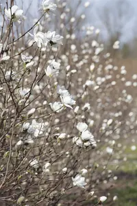 Magnolia loebneri 'Merrill' - P9 - image 3