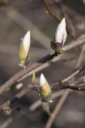 Magnolia loebneri 'Merrill' - P9 - image 4