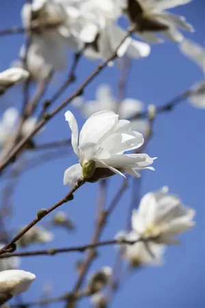Magnolia loebneri 'Merrill' - 200-225 CM C50 - image 1