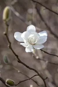 Magnolia loebneri 'Merrill' - 200-225 CM C50 - image 2