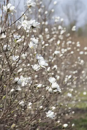 Magnolia loebneri 'Merrill' - 200-225 CM C50 - image 3