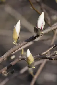 Magnolia loebneri 'Merrill' - 200-225 CM C50 - image 4