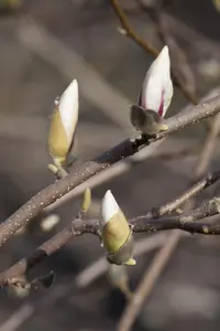 Magnolia loebneri 'Merrill' - 400-450 CM C180 - image 4