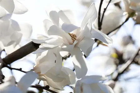 Magnolia loebneri 'Merrill' - 200-225 CM C50 - image 5
