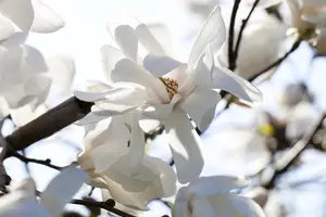 Magnolia loebneri 'Merrill' - 200-225 CM C50 - image 5