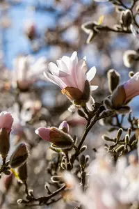Magnolia loebneri 'Pink Perfection' - 60-80 CM C7.5 - image 2